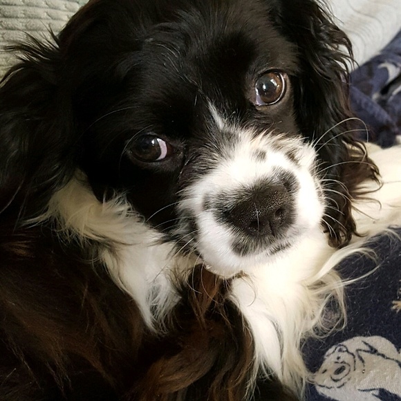 Meet your Posher, Susan - Picture 1 of 1